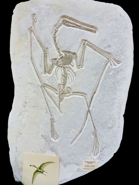 dinosaurio fósil catawiki subasta